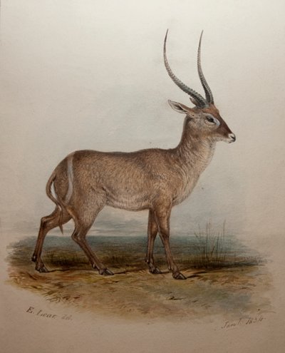 Bohor Reedbuck, 1834 - Edward Lear